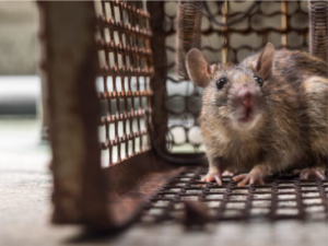 rat-removal