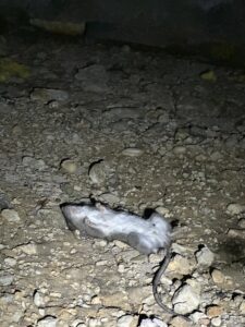 WhatsApp Image 2026-03-23 at 12.33.40 PM